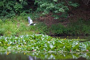 Seerosenteich mit Reiher