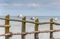 Gulls standing on a wooden barrier
