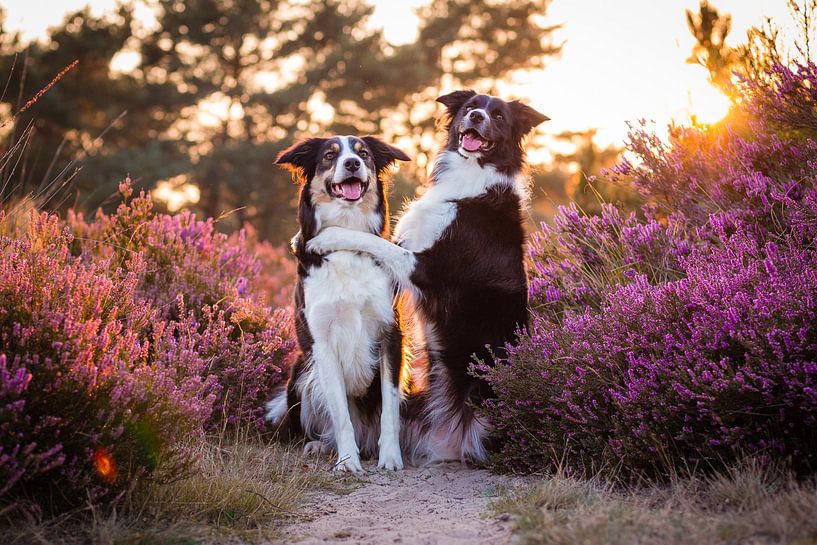 Fenna hugging Jindi by Pieter Bezuijen