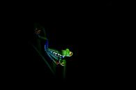 Baumfrosch in der Nacht von Tessa Louwerens Miniaturansicht
