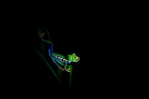 Boomkikker in de nacht, Costa Rica van Tessa Louwerens