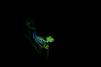 Baumfrosch in der Nacht