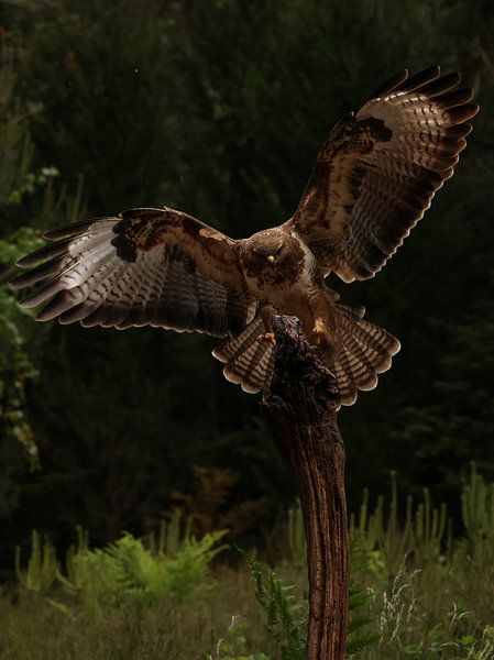 The mighty buzzard by Daniëlle Eibrink Jansen