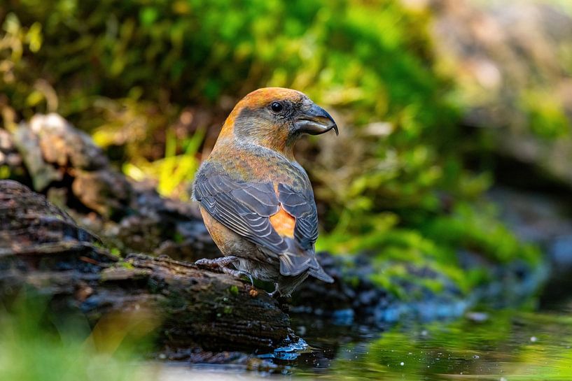 The Crossbill by Merijn Loch