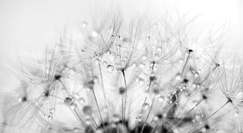 Dandelion bug with water droplets