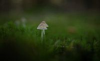 paddenstoelen