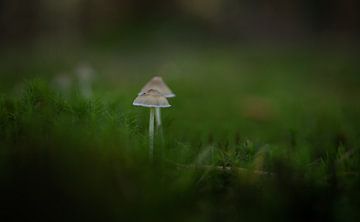 paddenstoelen van By Angela