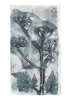 Botanische planten en bloemen afdruk Fluitenkruid  (gezien bij vtwonen)