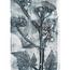 Cow Parsley