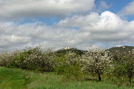 Idyllische Landschaft mit Sauerkirschblüten in Buchlovice für ein rustikales Wohnzimmer von Angelus H