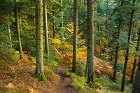 Autumn forest in the Vosges