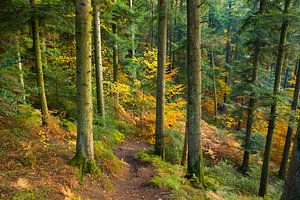 Herbstwald in den Vogesen