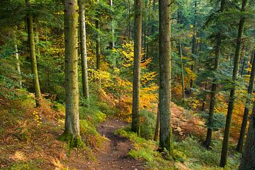 Herfstbos in de Vogezen van Tanja Voigt