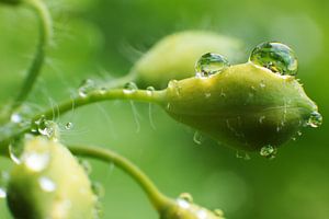 Dew drops make a smiley face sur Ard Van der Heijden