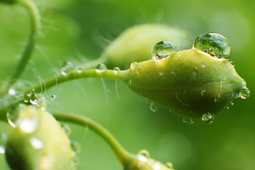 Dew drops make a smiley face sur Ard Van der Heijden