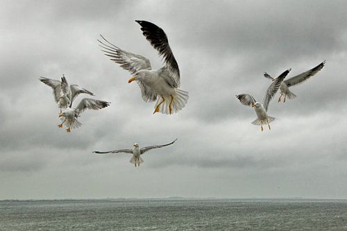 Meeuwen boven de Waddenzee