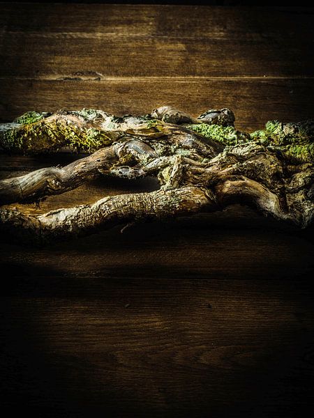 Wood by Miriam Meijer, en pleine campagne.....