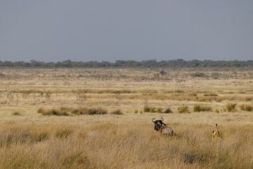Leeuw op jacht in de savanne