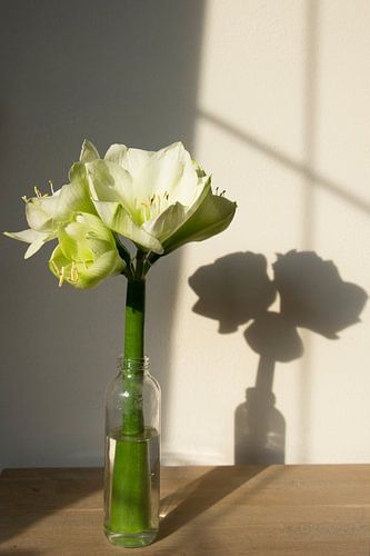Witte lelies in fles met schaduw