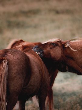 IJslandse paarden van Nicole Katharina