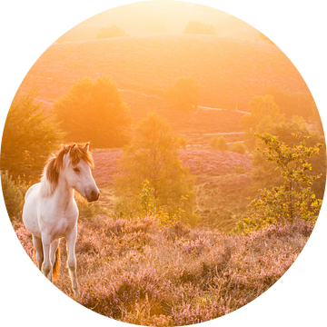 IJslandse Pony bij zonsopkomst op de Posbank van Stijn Smits