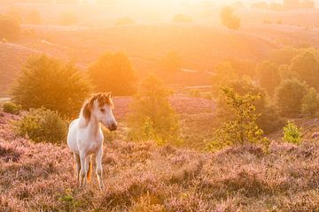 IJslandse Pony bij zonsopkomst op de Posbank