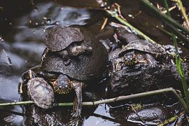 Turtle family by Ronne Vinkx