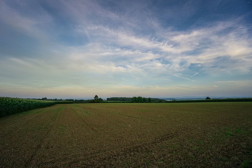Empty wide field with young planted seedlings by adventure-photos