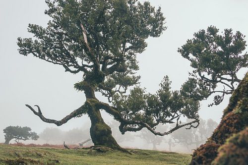 Le Gardien Ent II | Fanal | Madère | Paysage