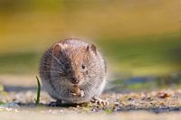 woelmuis