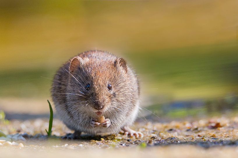 woelmuis by Carla Odink