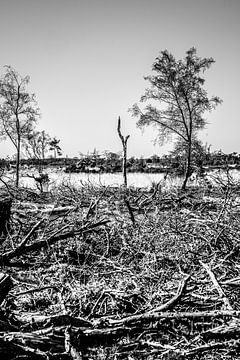 Nature Violence: A completely destroyed forest in the province of Noord-Brabant by @Pixelsenses