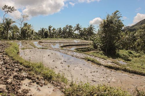 Rijstveld in de bergen in Azië
