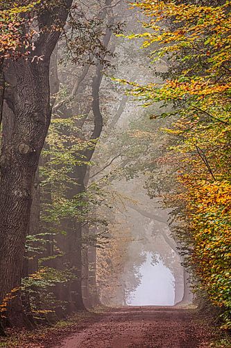Herfstkleuren in een beuken bos