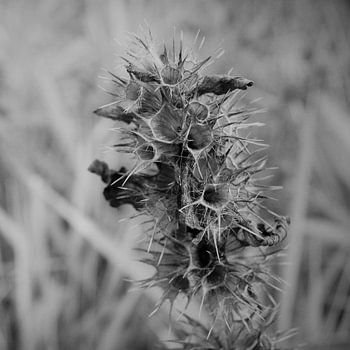 Hartgespan (Leonurus cardiaca)  in zwart-wit