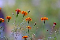 Bloemen