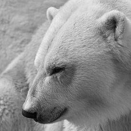 Polar bear by Rini Kools