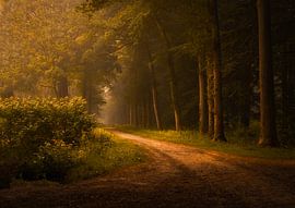 Morning Glow von Jos Erkamp