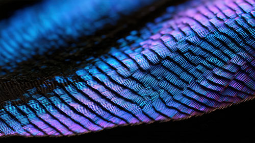 Vlinder vleugel macro