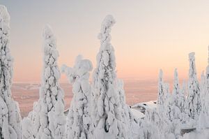 Iso Syöte - Finlande - Laponie sur Erik van 't Hof