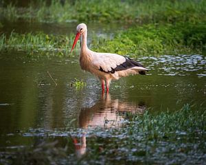 Der Storch von Jens Sessler