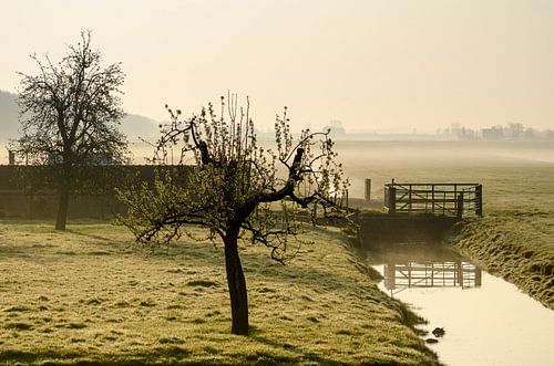 Polder bonsai