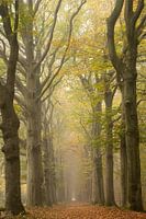 Autumn in the forest