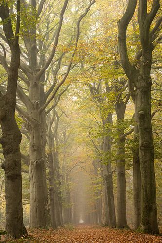 Laan met volop herfstkleuren