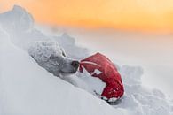Husky in de sneeuw bij zonsopkomst van Martijn Smeets thumbnail