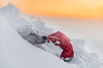 Husky in de sneeuw bij zonsopkomst