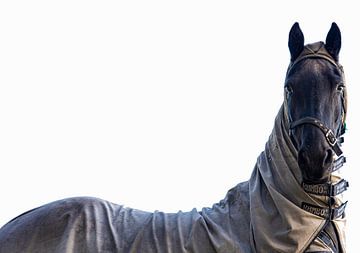 Schwarzes Pferd mit Fell auf weißem Hintergrund. von Brian Morgan