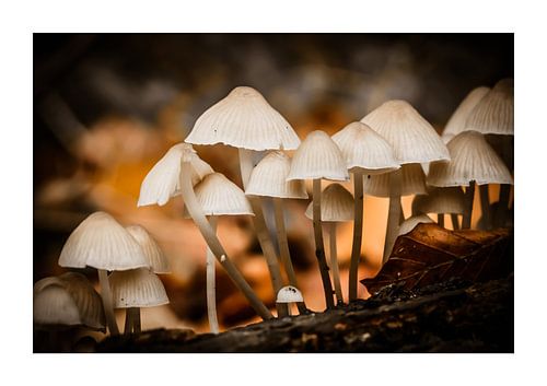 Sprookjesbos in eigen tuin (met witte rand)