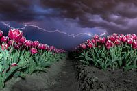 Dutch horror night