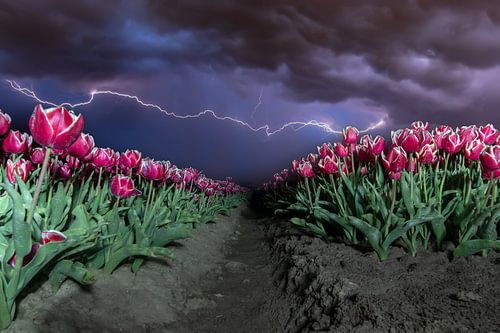 Les nuits d'horreur néerlandaises